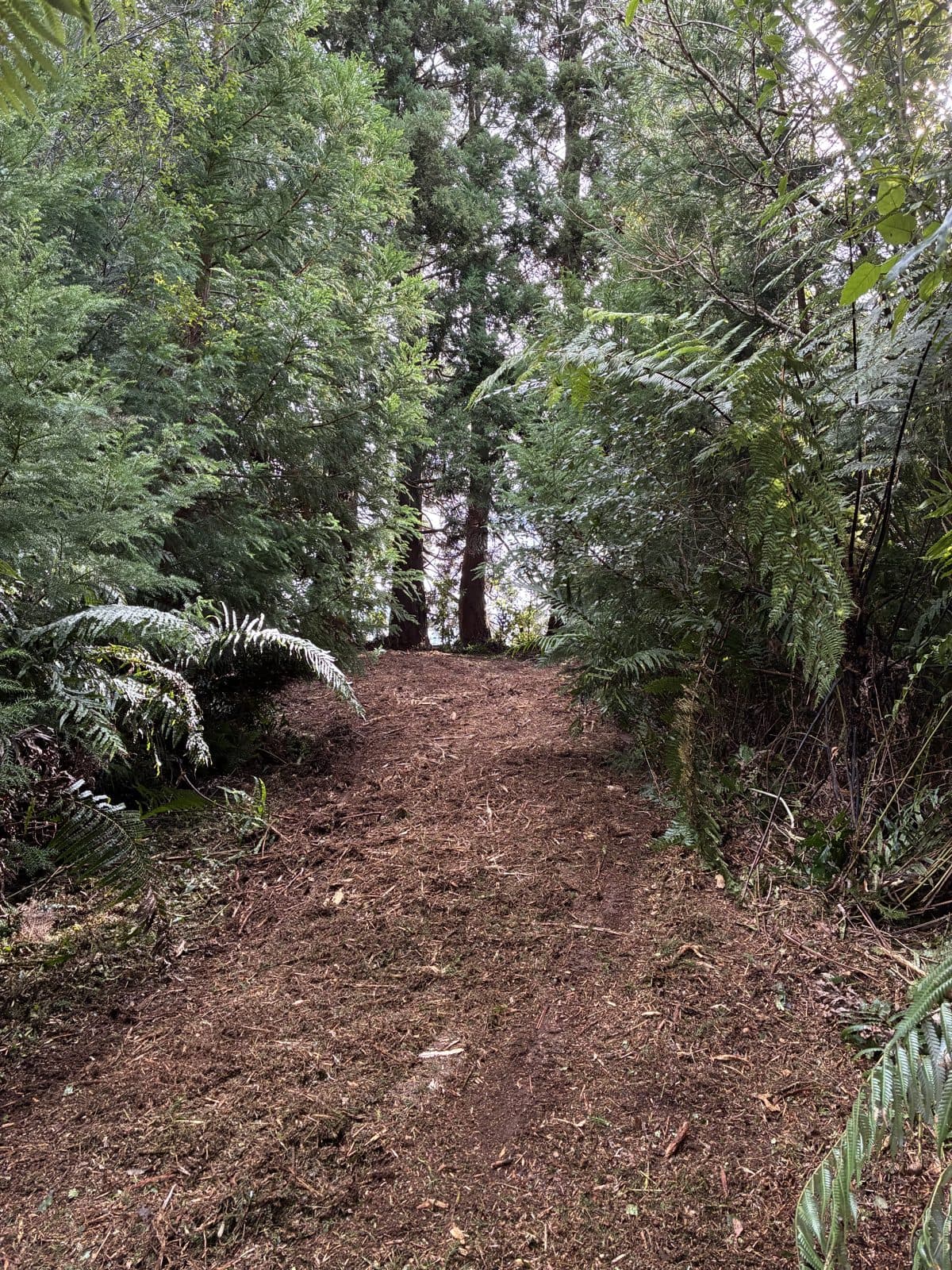 The same track cleared to a clean mulched line through the bush