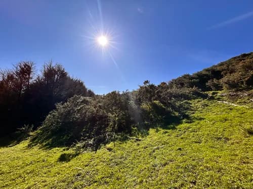 A steep face under dense mature gorse before mulching