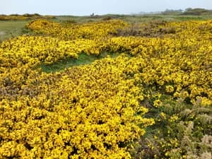 Dense flowering gorse covering a hillside