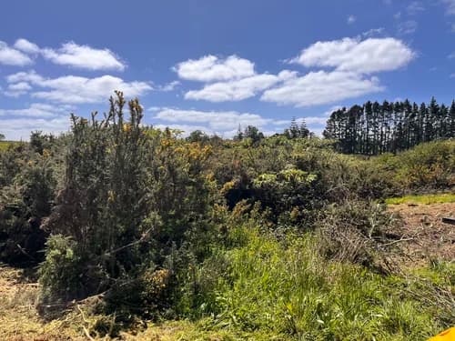 Dense vegetation grown over a boundary fence line
